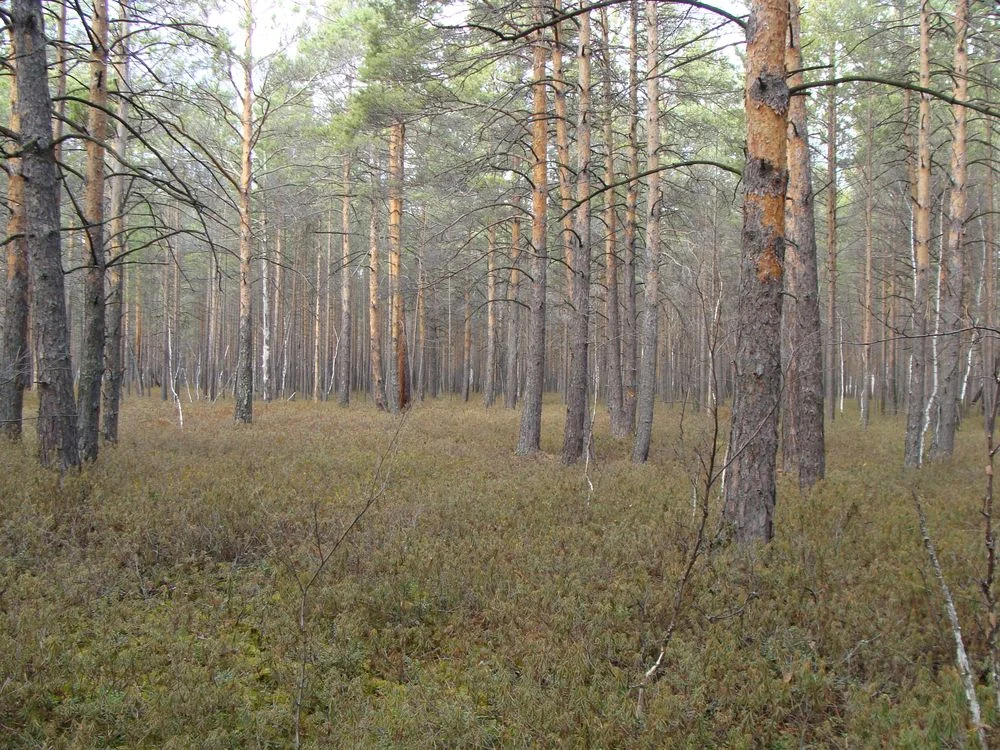 Photo of Baturinskaya