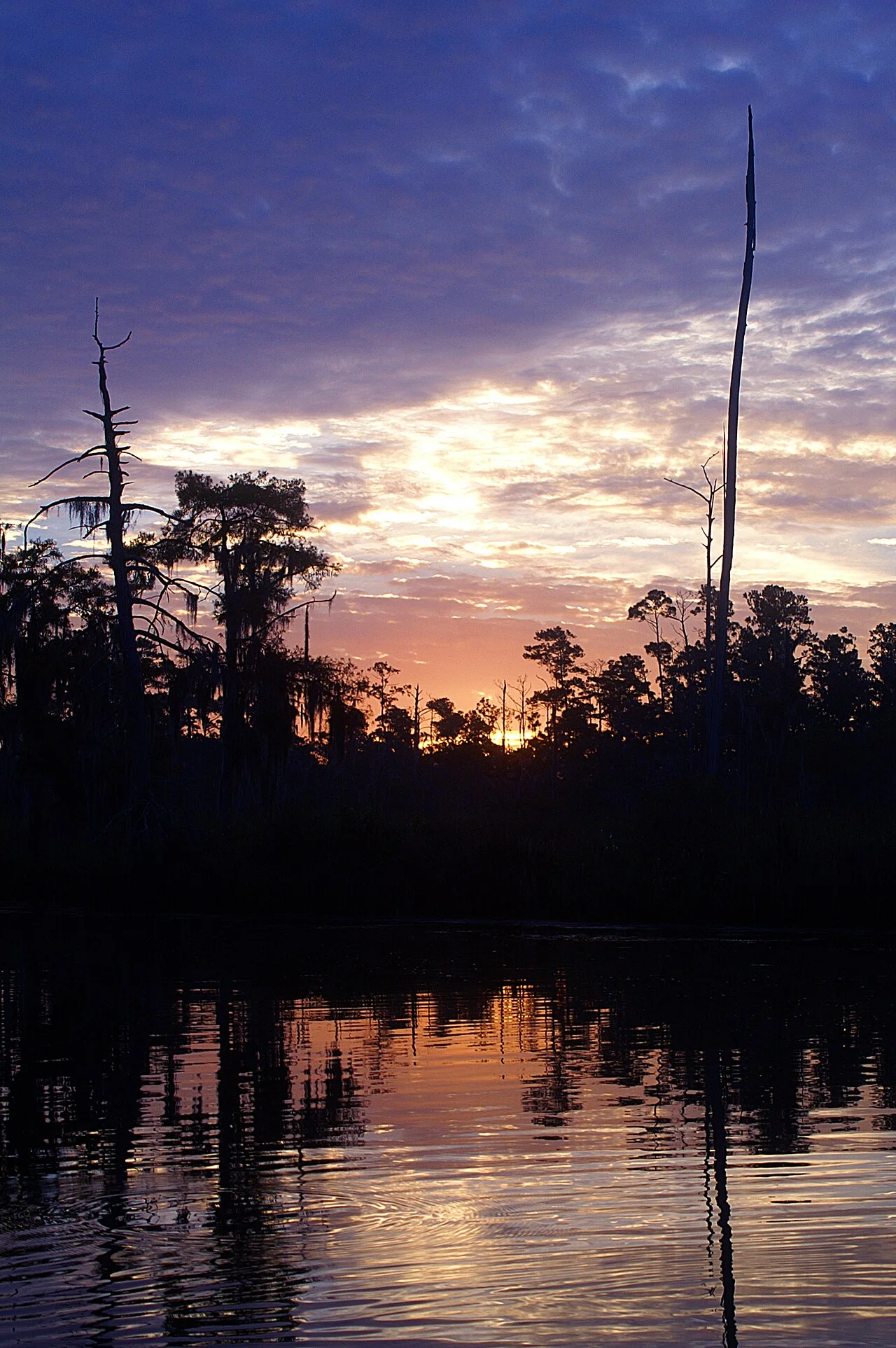 Photo of Bayou Cane