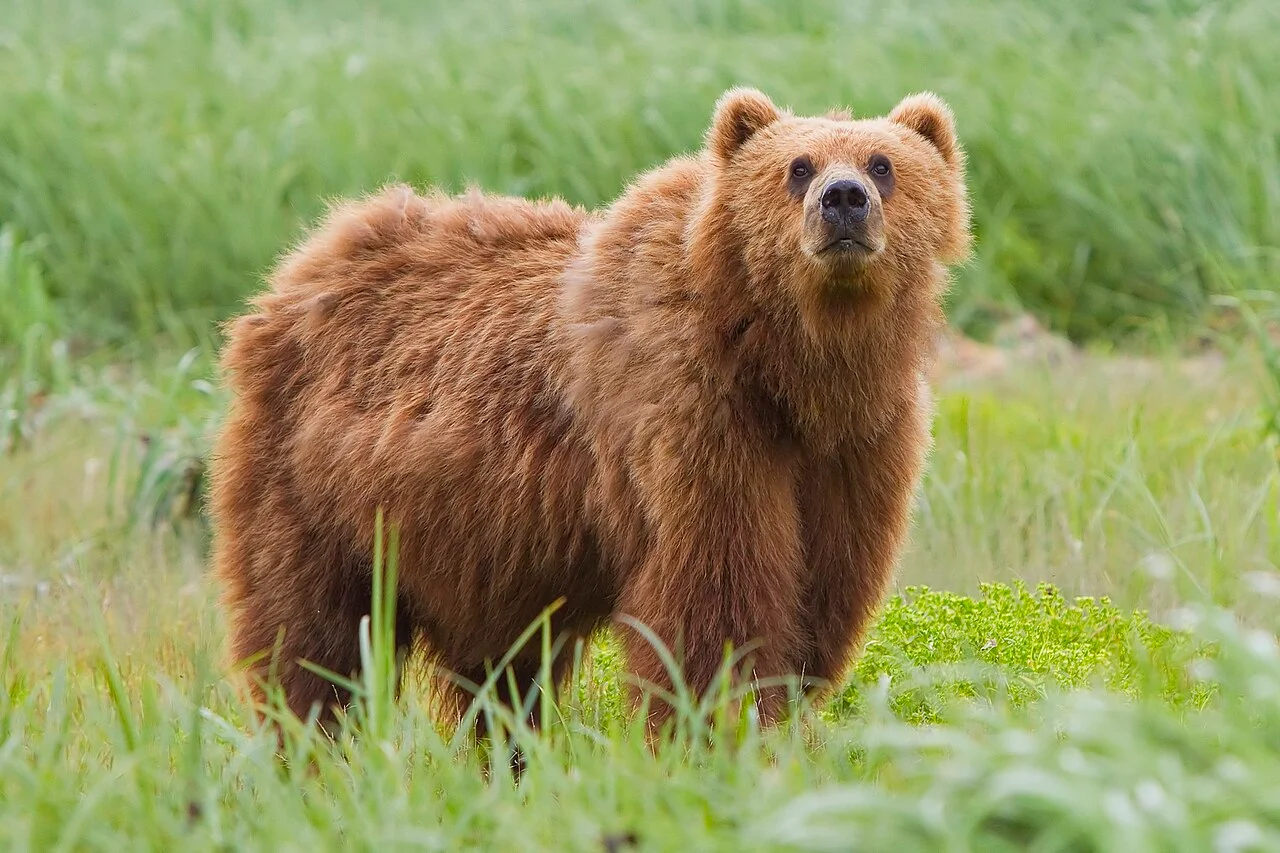 Photo of Bear