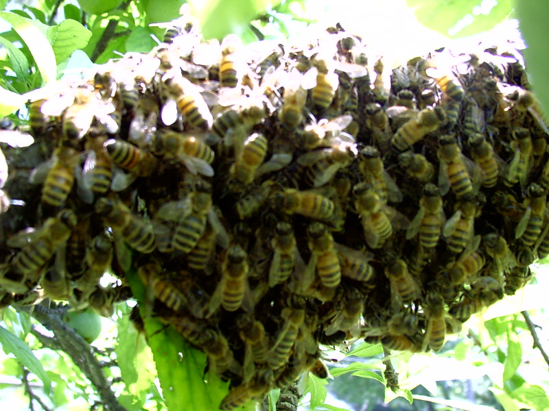 A swarm of Italian bees
2004