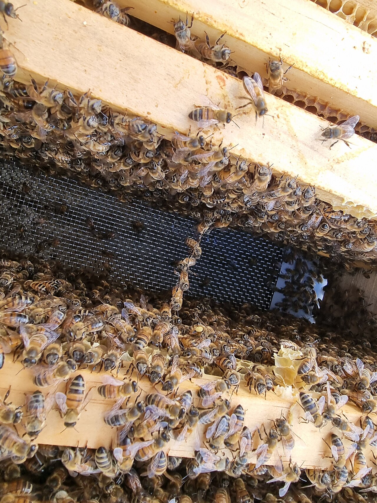 Italian honeybees demonstrating "festooning" behaviour, where bees link together to close a large gap. These bees are festooning between two frames within a Langstroth hive, after I've removed a few frames from the box for inspection of the comb.