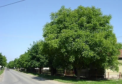 Photo of Beli Manastir