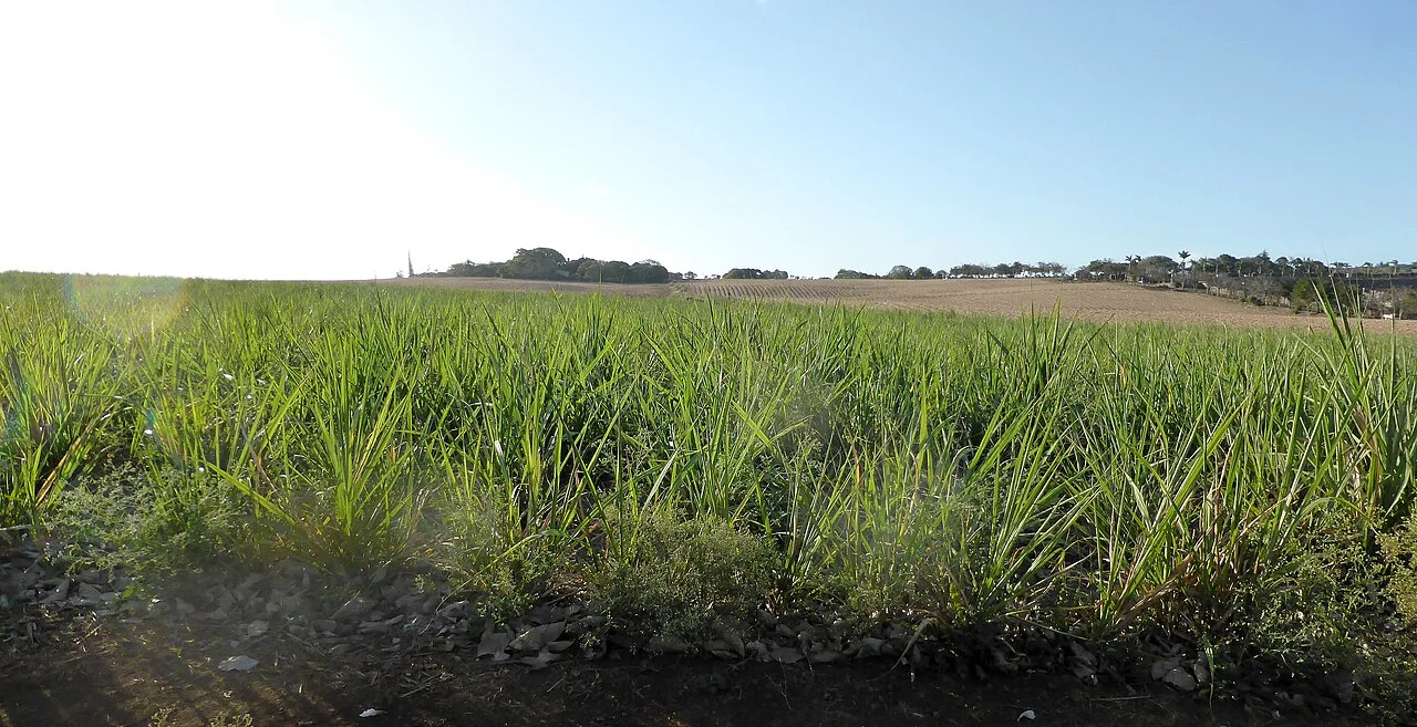 Photo of Belle Vue Maurel