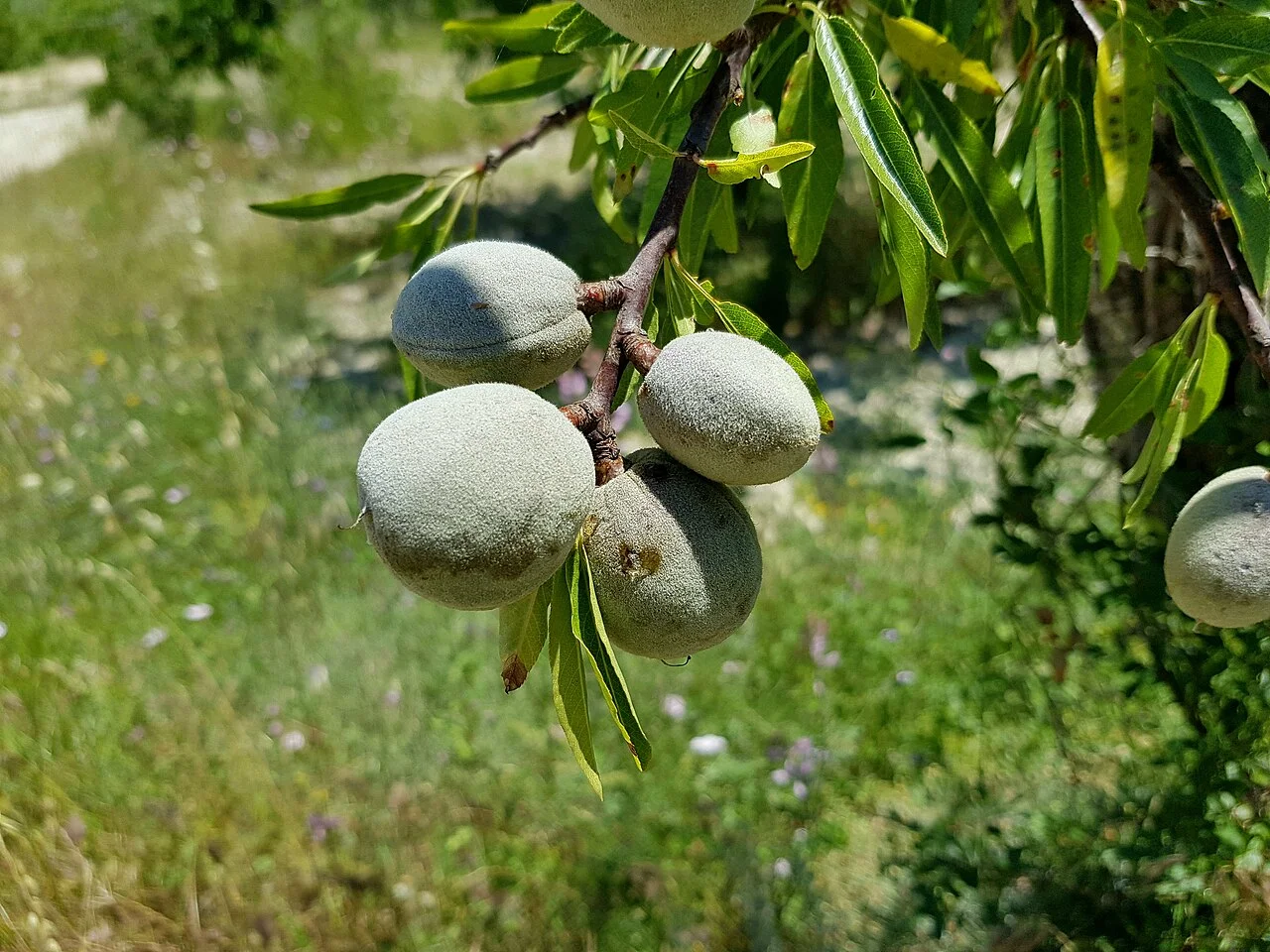 Photo of Benimarfull