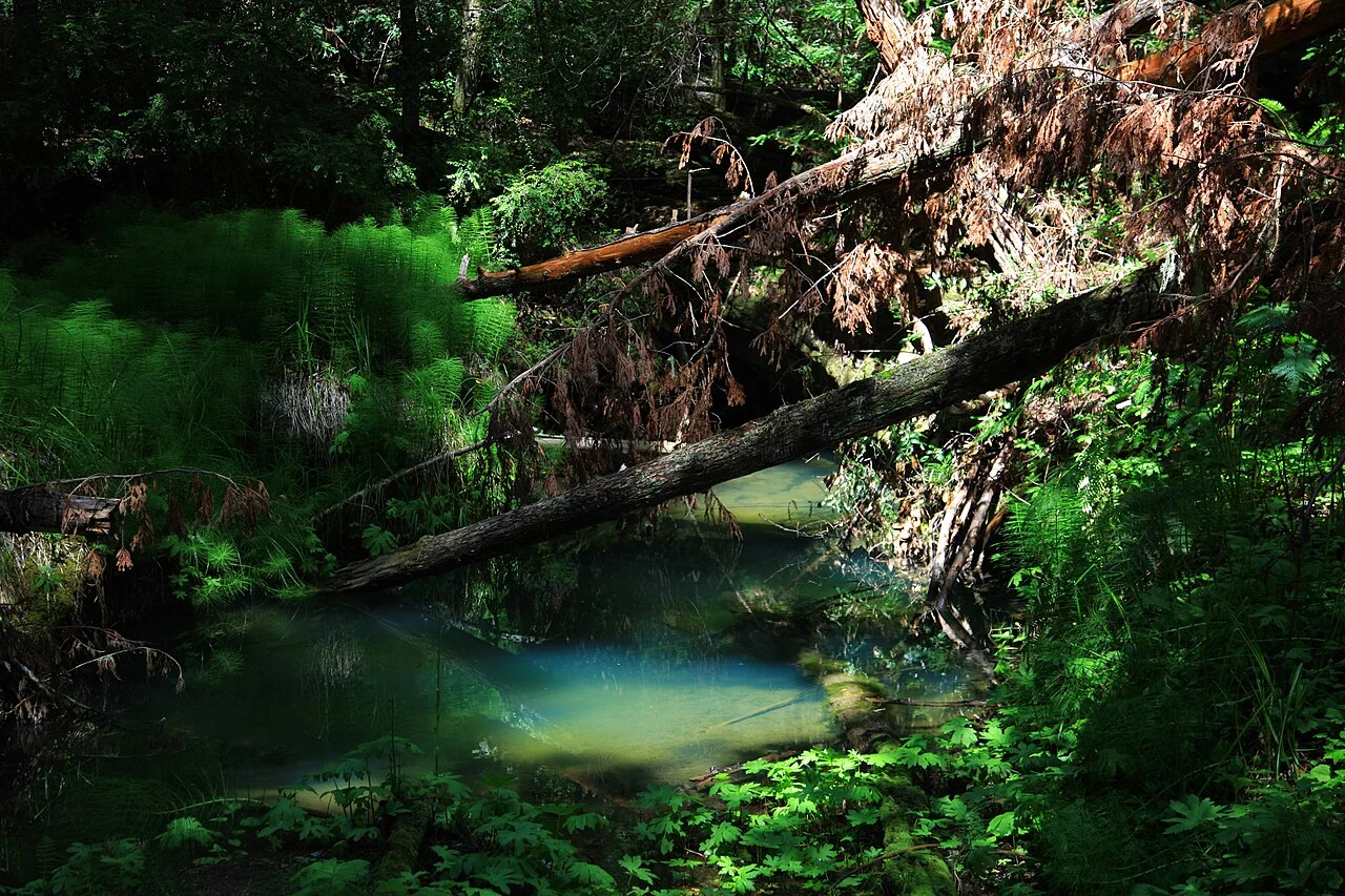 Photo of Berry Creek