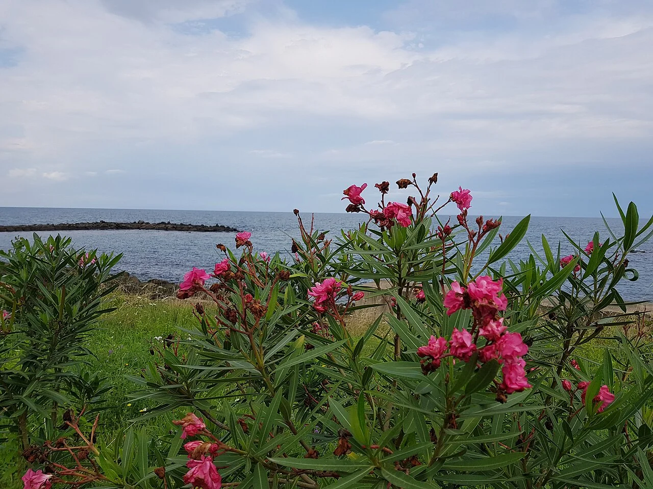 Photo of Beşikdüzü