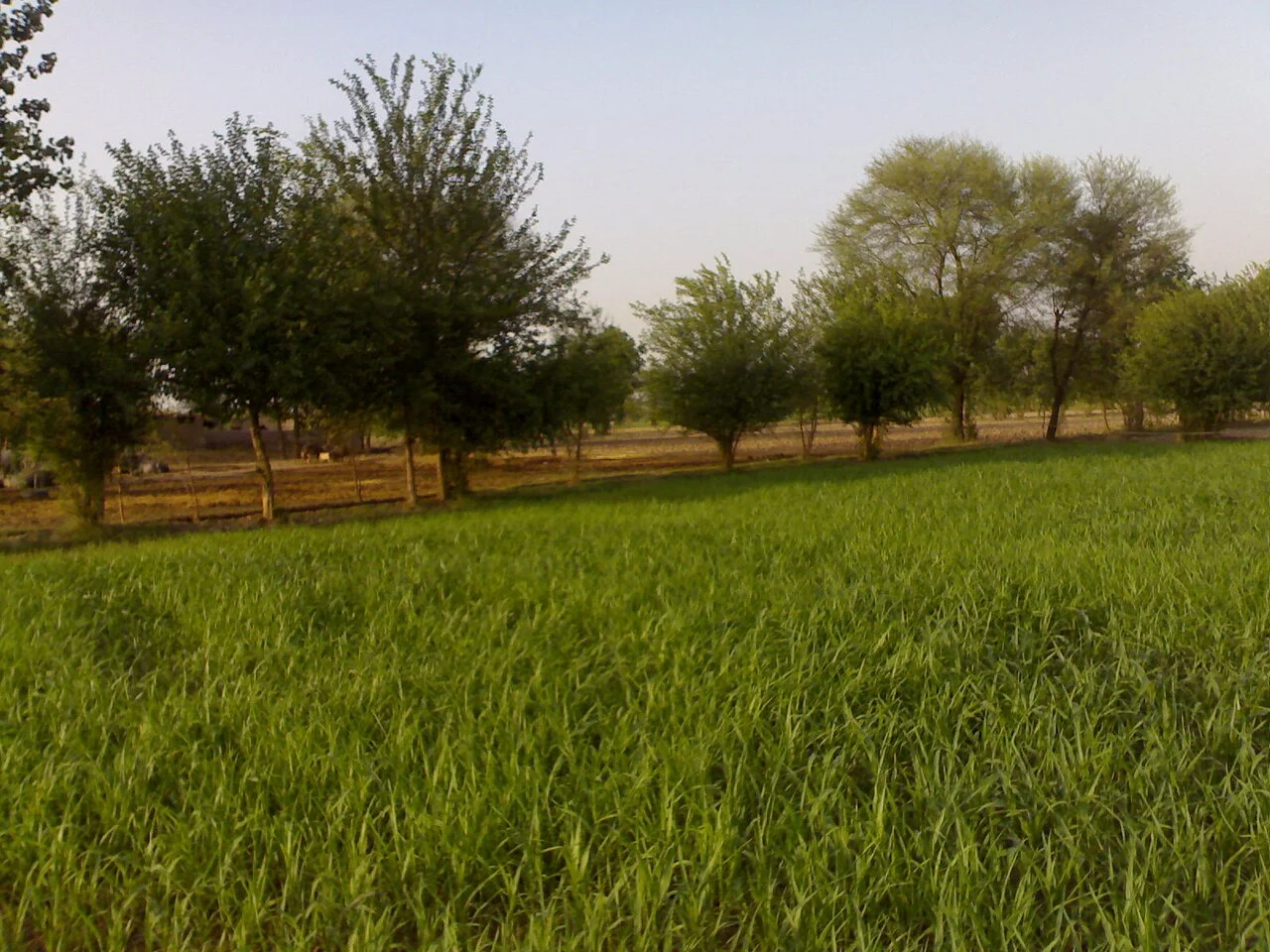 Photo of Bhawana