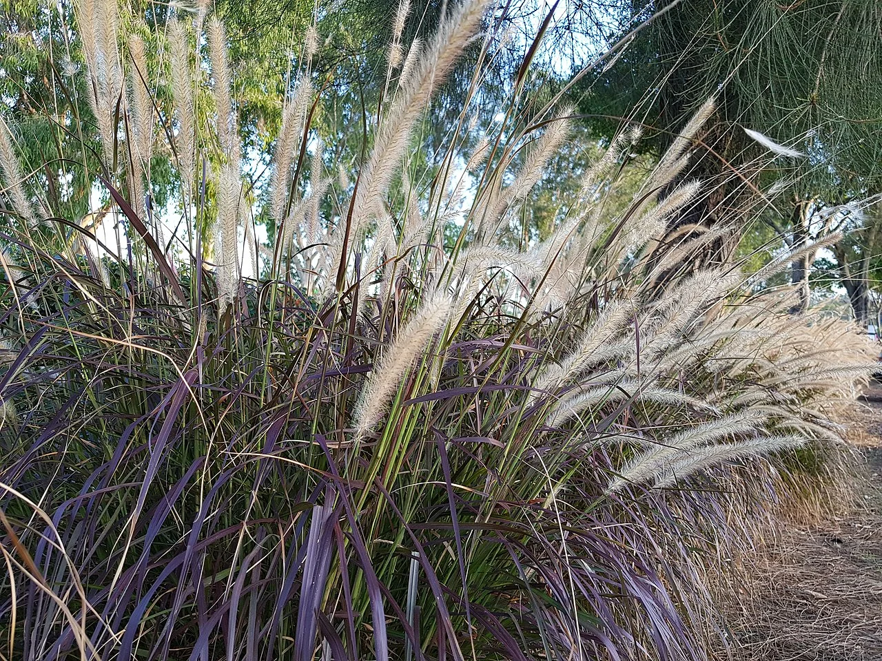 Photo of Biggera Waters