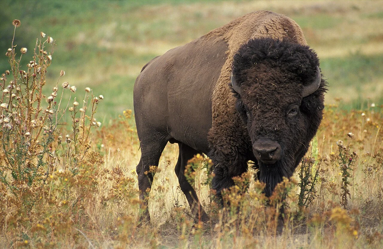 Photo of Bison