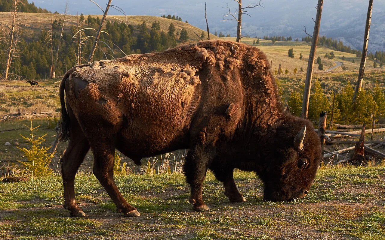 Photo of Bison