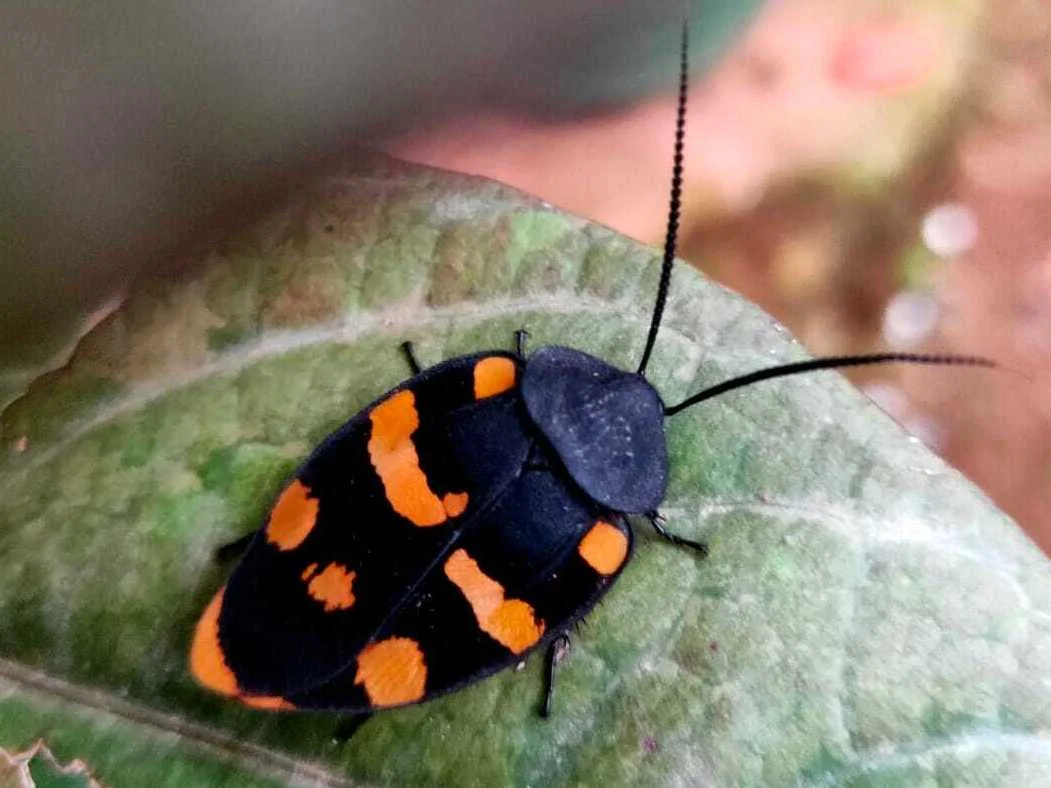 Photo of Bissamcuttack