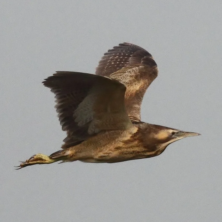 Photo of Bittern