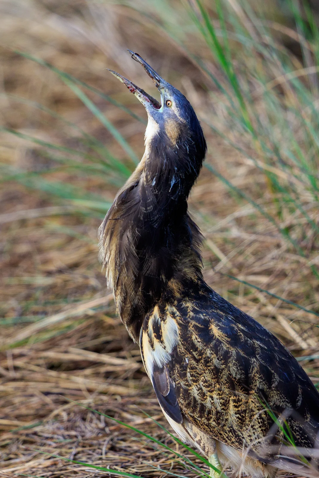 Photo of Bittern