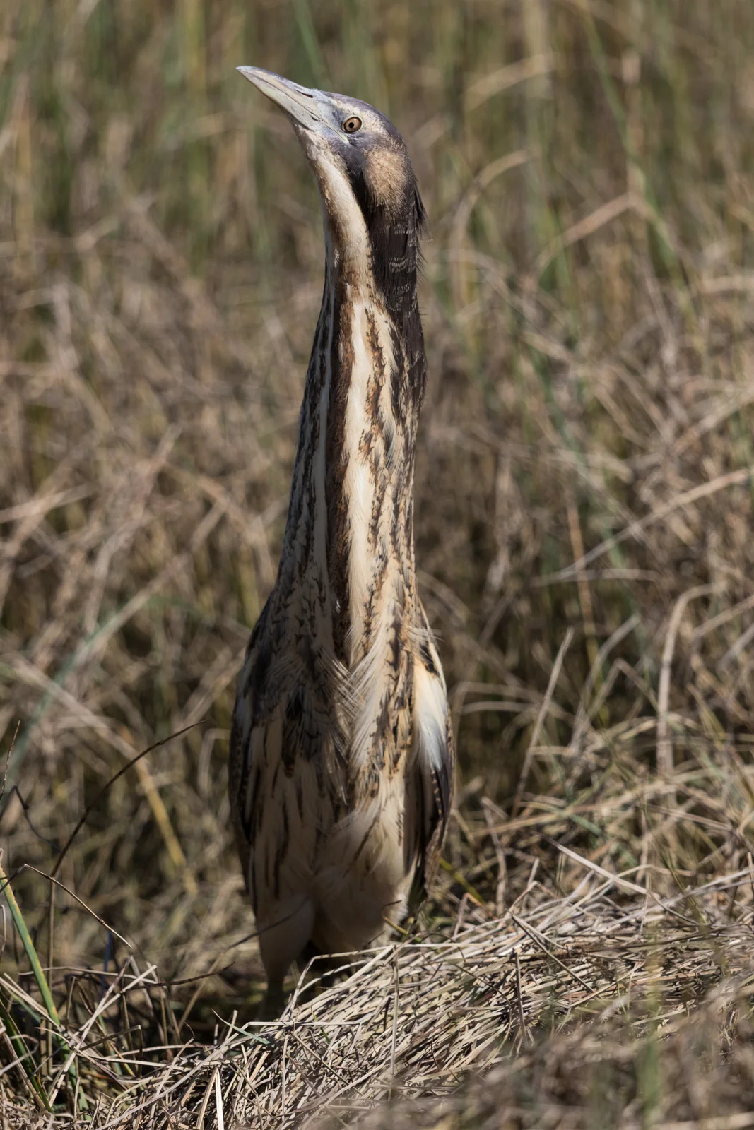 Photo of Bittern