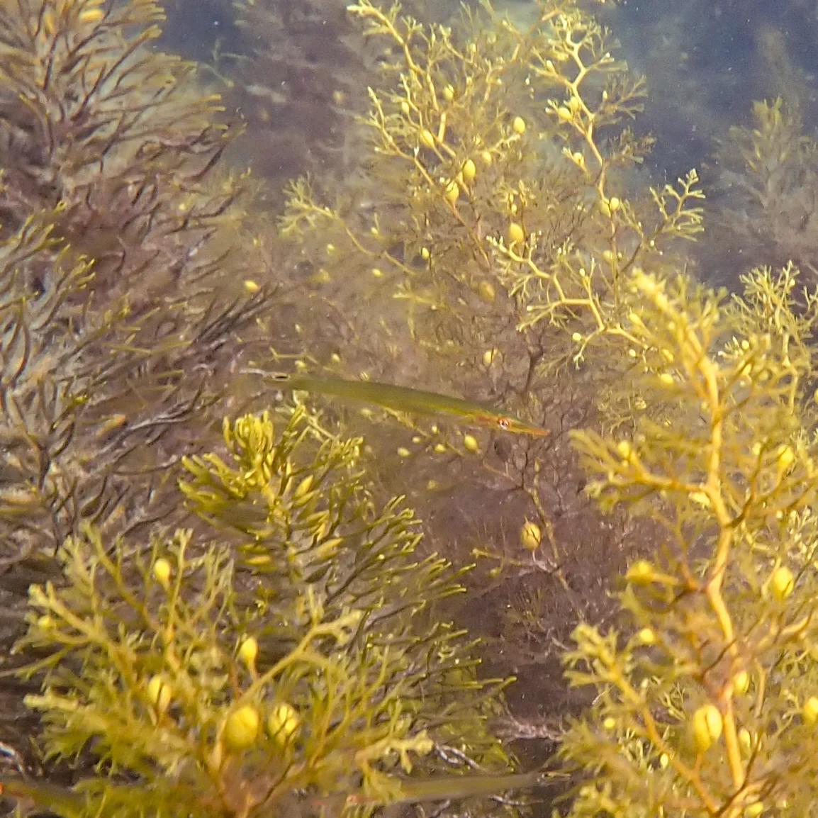 Photo of Blackmans Bay