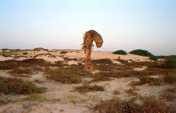 Photo of Boa Vista