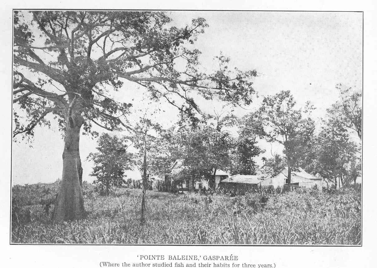 Photo of Boca Pointe