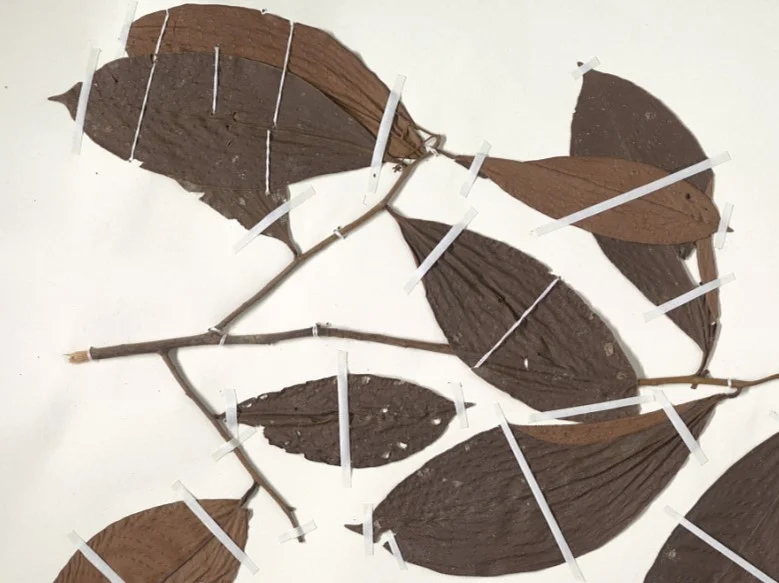 Photo of Bocana de Paiwas