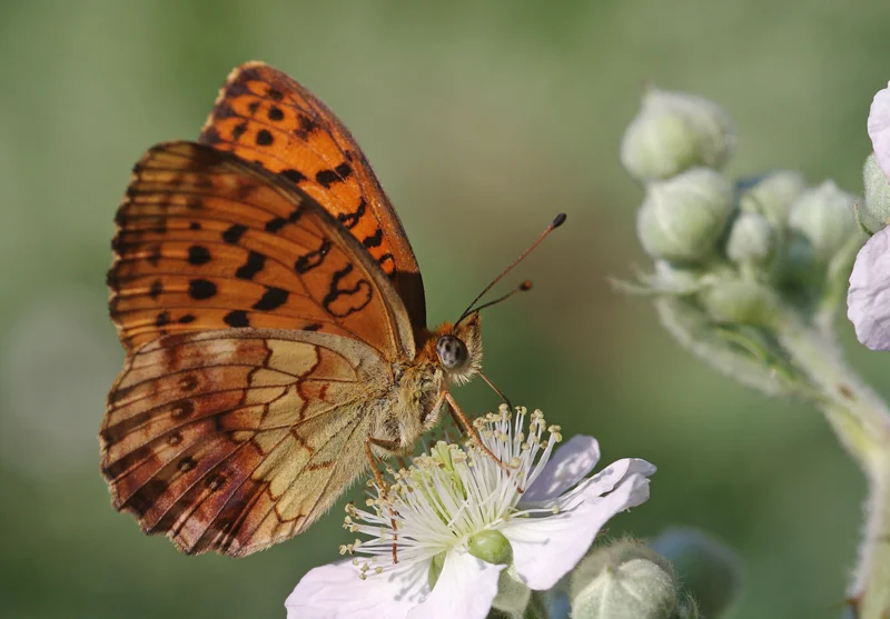 Photo of Böğürtlen