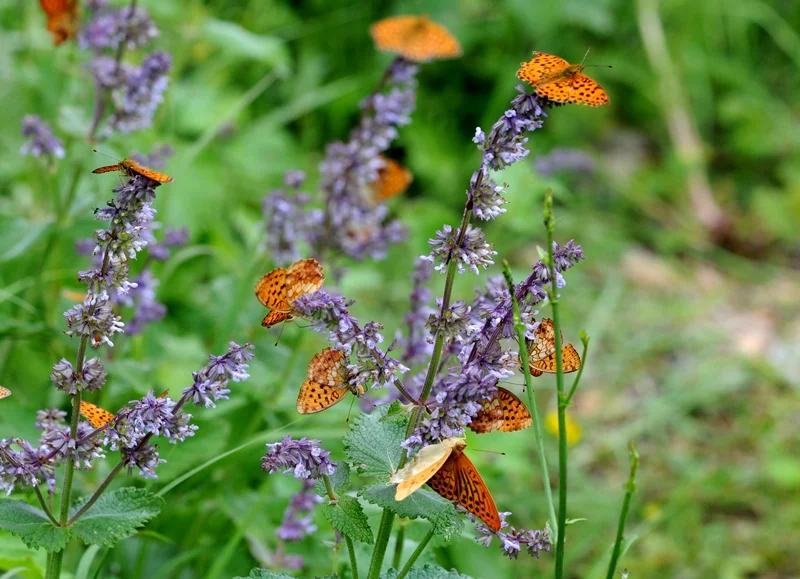 Photo of Böğürtlen
