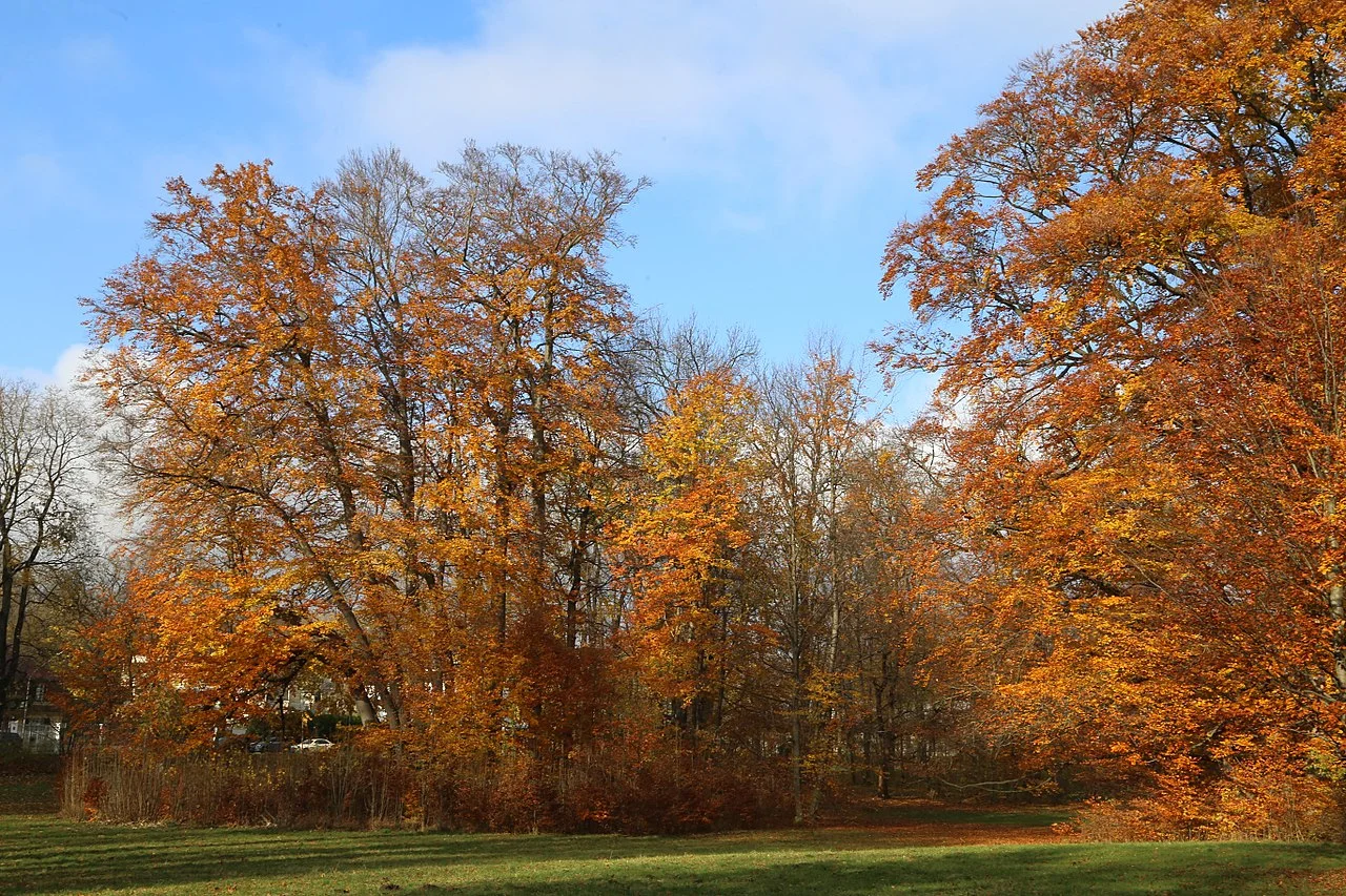 Photo of Bogenhausen