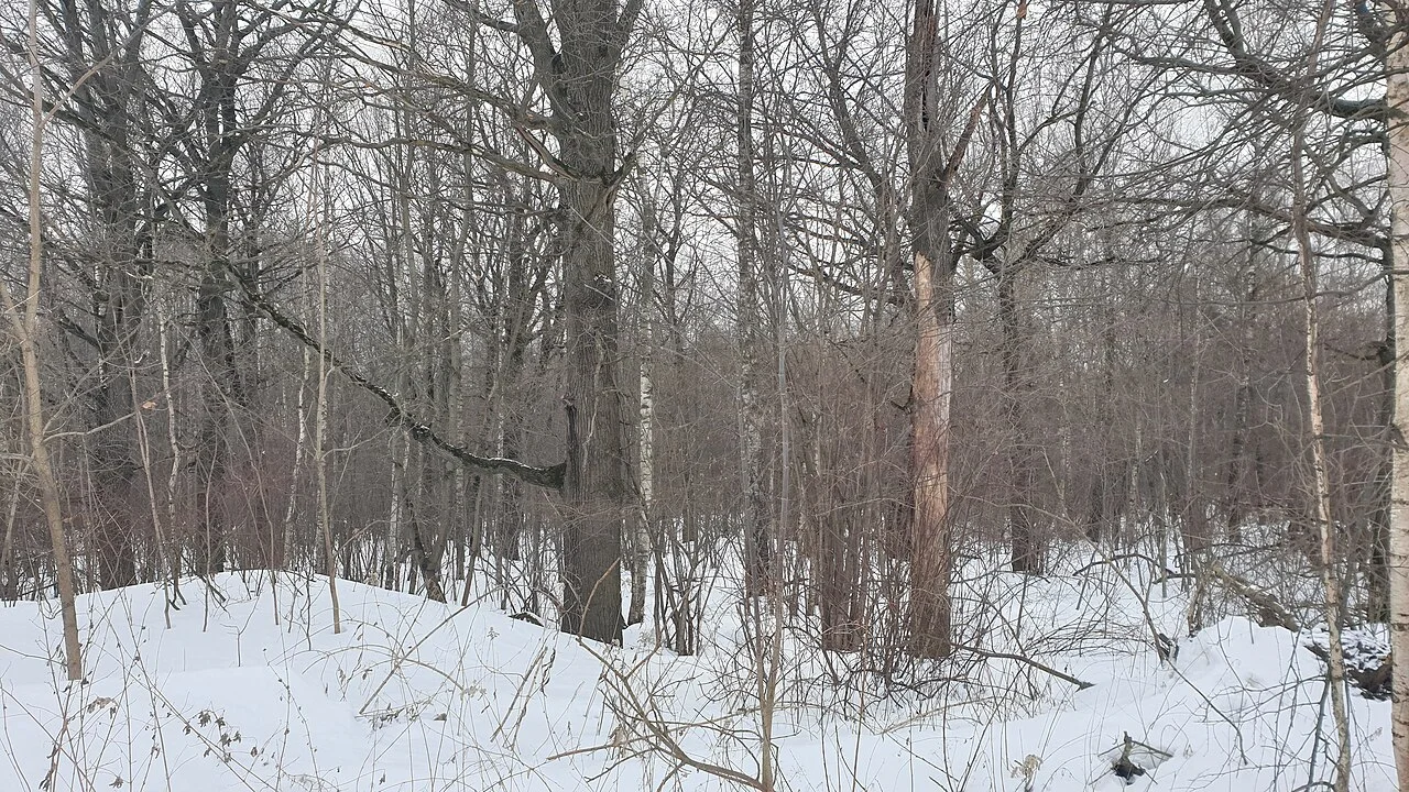 Photo of Bogorodskoye