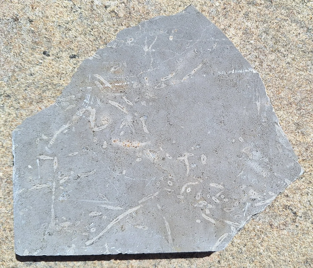 Photo of Bolechowice