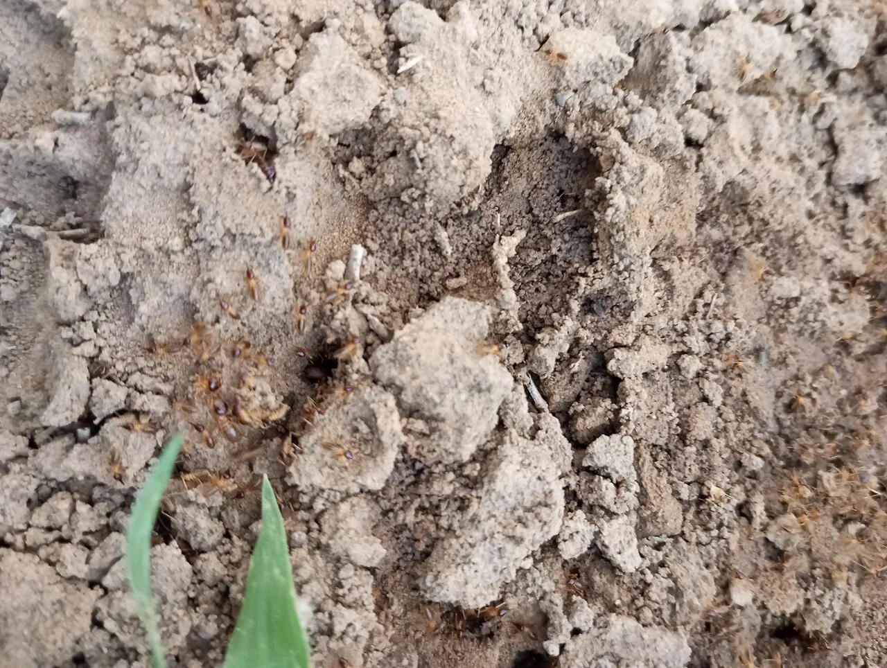 Photo of Bolorunduro