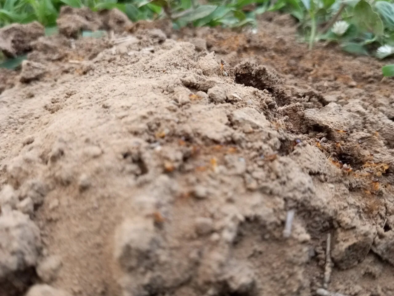 Photo of Bolorunduro