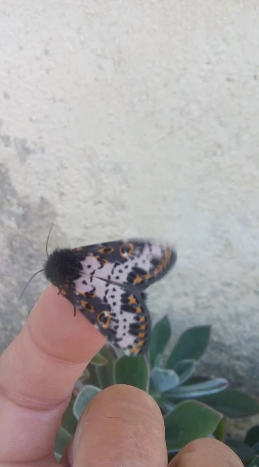 Photo of Bom Jesus da Penha