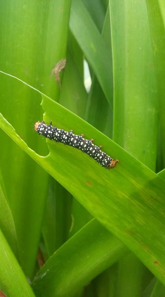 Photo of Bom Jesus da Penha