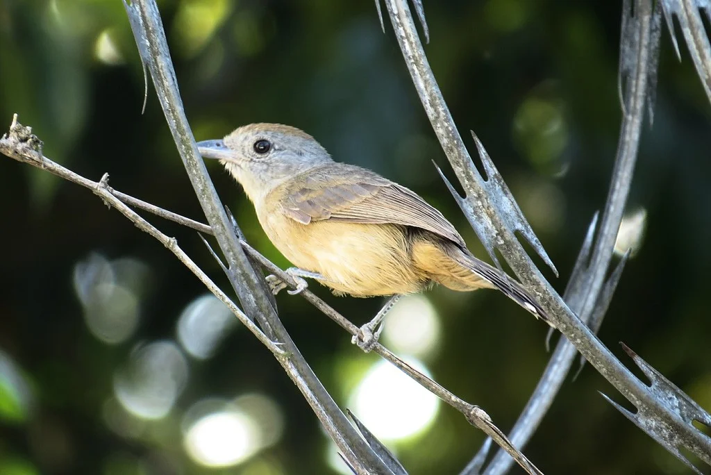 Photo of Borda da Mata