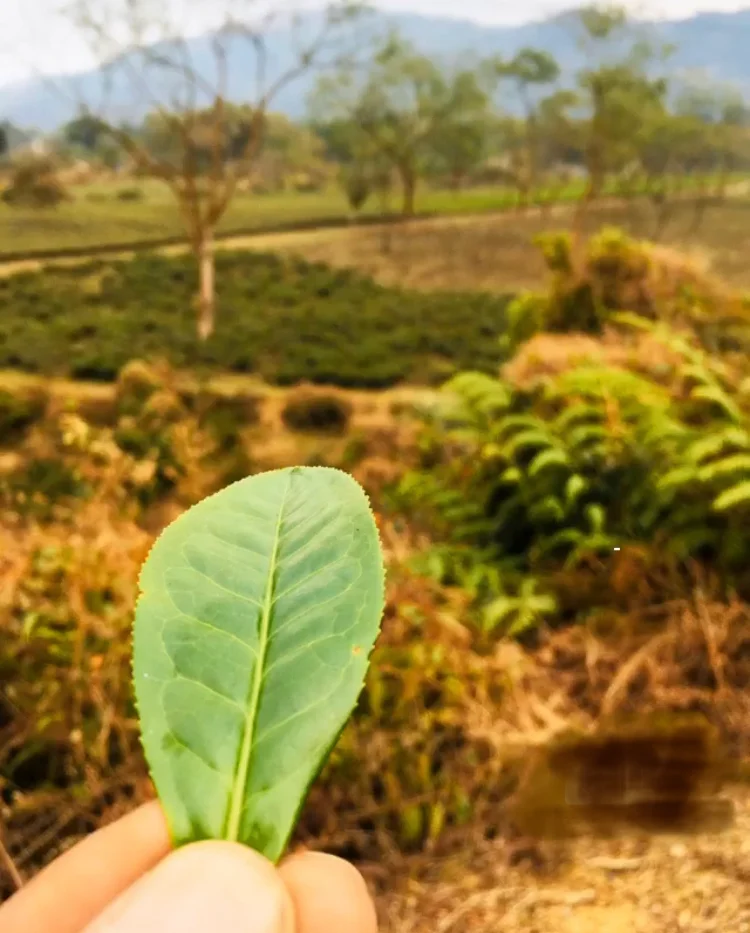 Photo of Borgolai Grant No.11