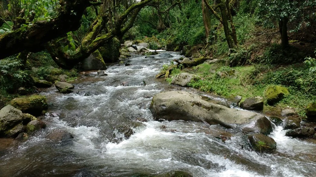 Photo of Bosques de la Magdalena