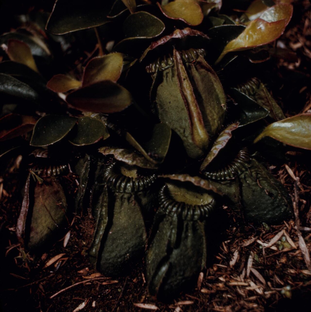 Photograph of Cephalotus follicularis (Australian Pitcher Plant or Albany Pitcher Plant) in Western Australia, Australia. Five, dark-green pitcher-shaped leaves and regular leaves are visible. The pitcher leaves have ridges along the lip and the lid or operculum is visible. Two prominent ridges run in parallel along the front of the entire leaf. The regular leaves are oblong and rounded with fine hairs along it's smooth edges.1 photograph : positive, col. ; 4 x 4 cm.