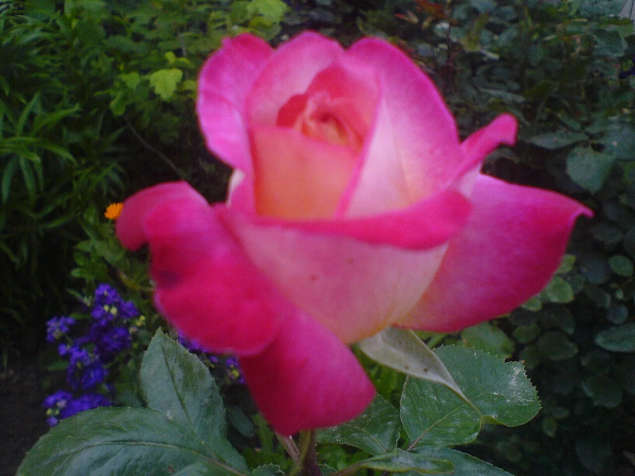 Photo of Boynuyoğun