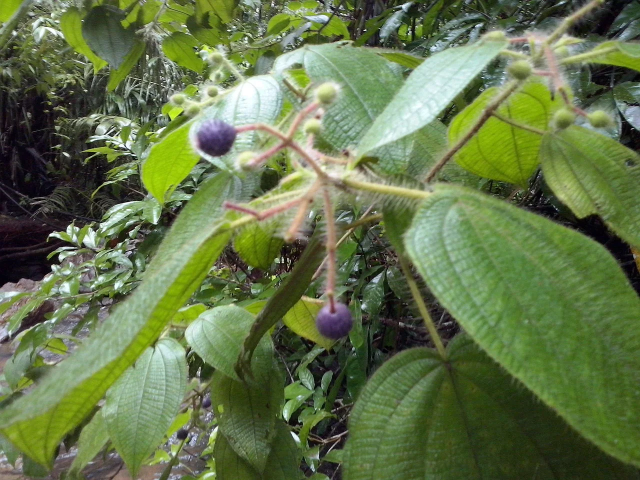 Photo of Brasilândia do Sul