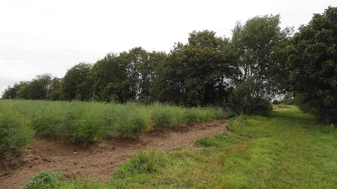 Photo of Braunshardt