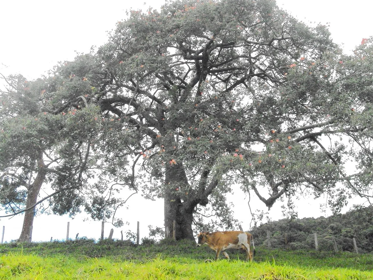 Photo of Brejo Grande