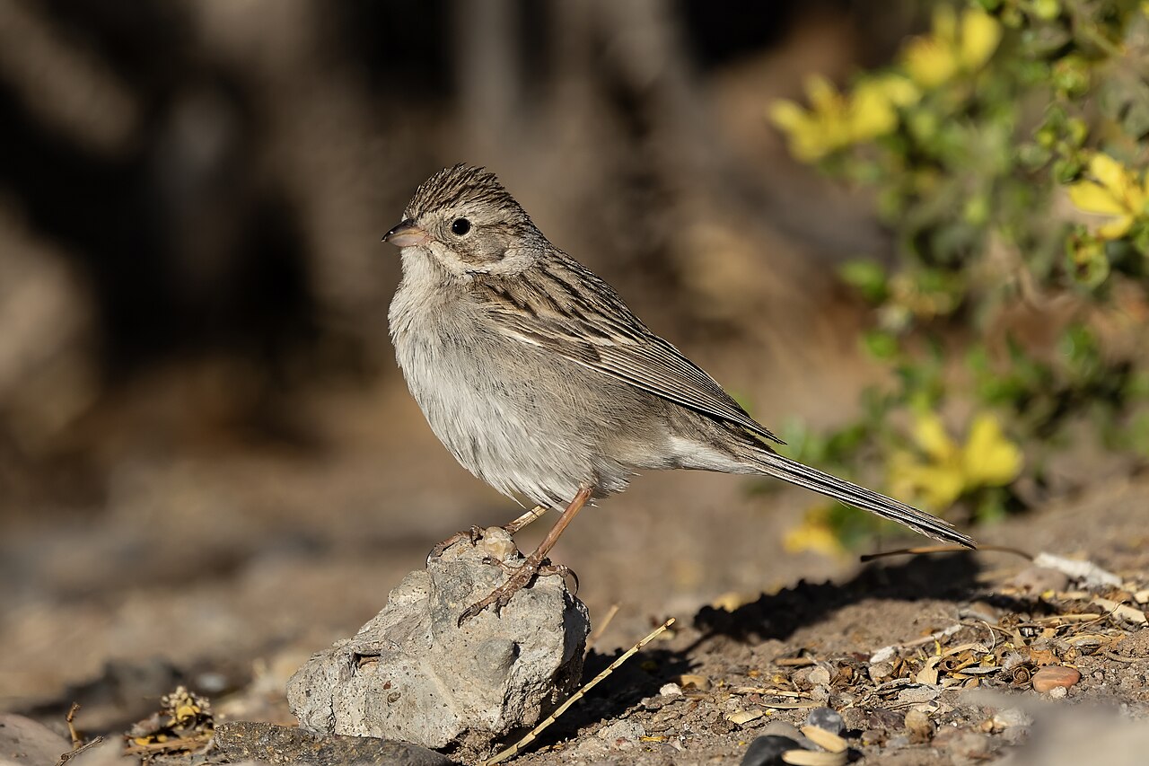 A Brewer's Sparrow perches on a rock after foraging in an American Tarwort.