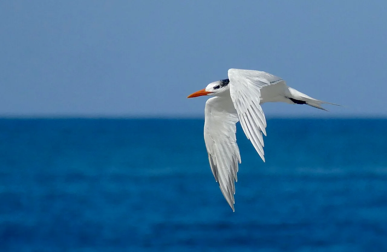 Photo of Brisas de Zicatela