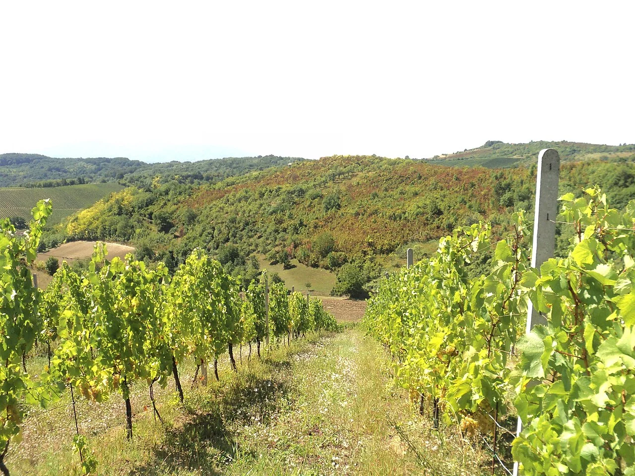 Photo of Brodski Stupnik