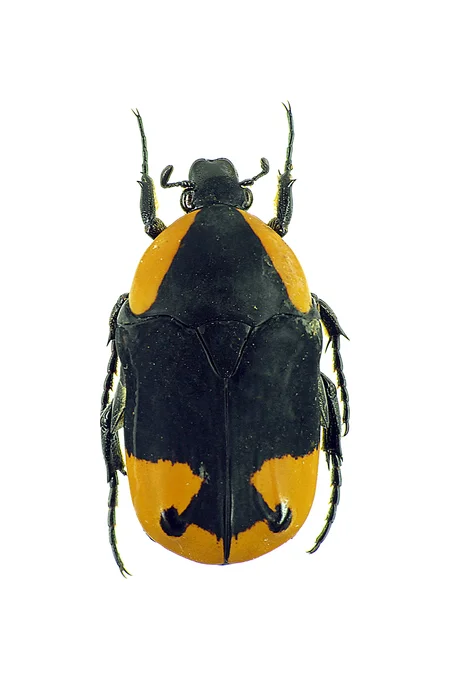 Photo of Brofodoumé