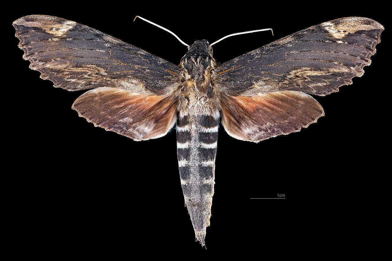 Photo of Buena Vista