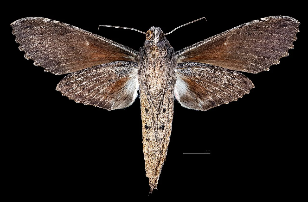 Photo of Buena Vista