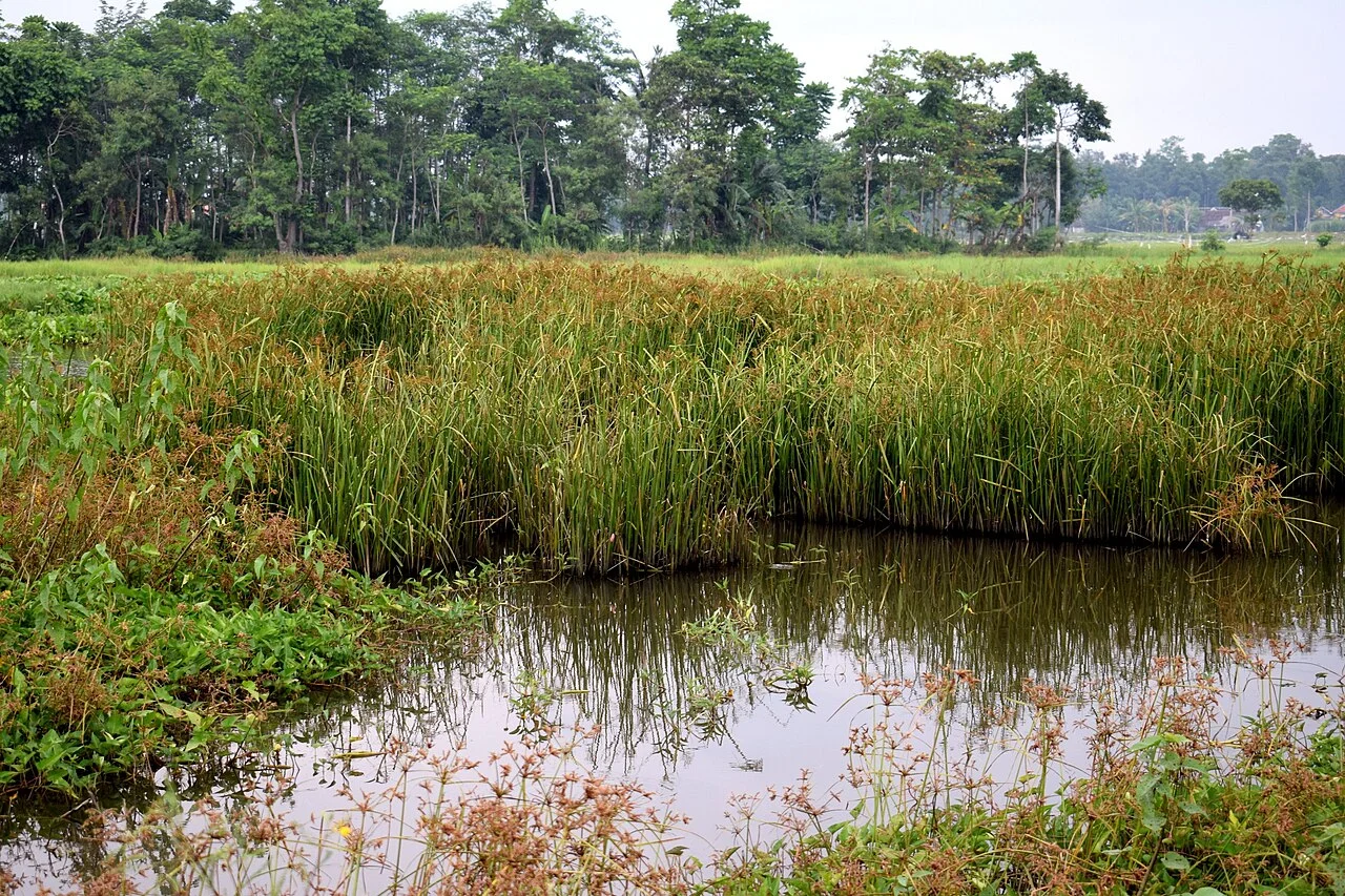 Photo of Bununka Kunda