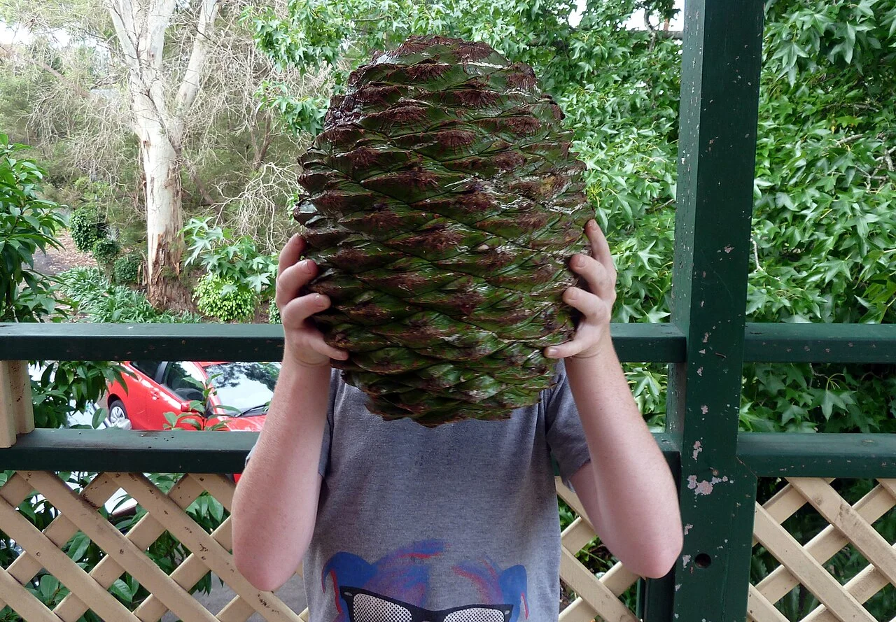 Photo of Bunya