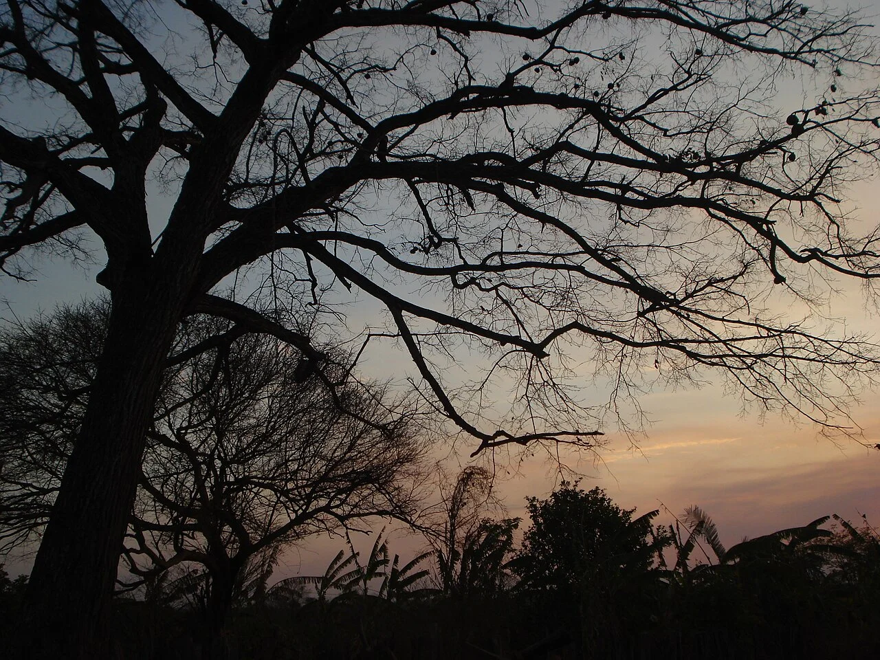 Photo of Buriti Bravo