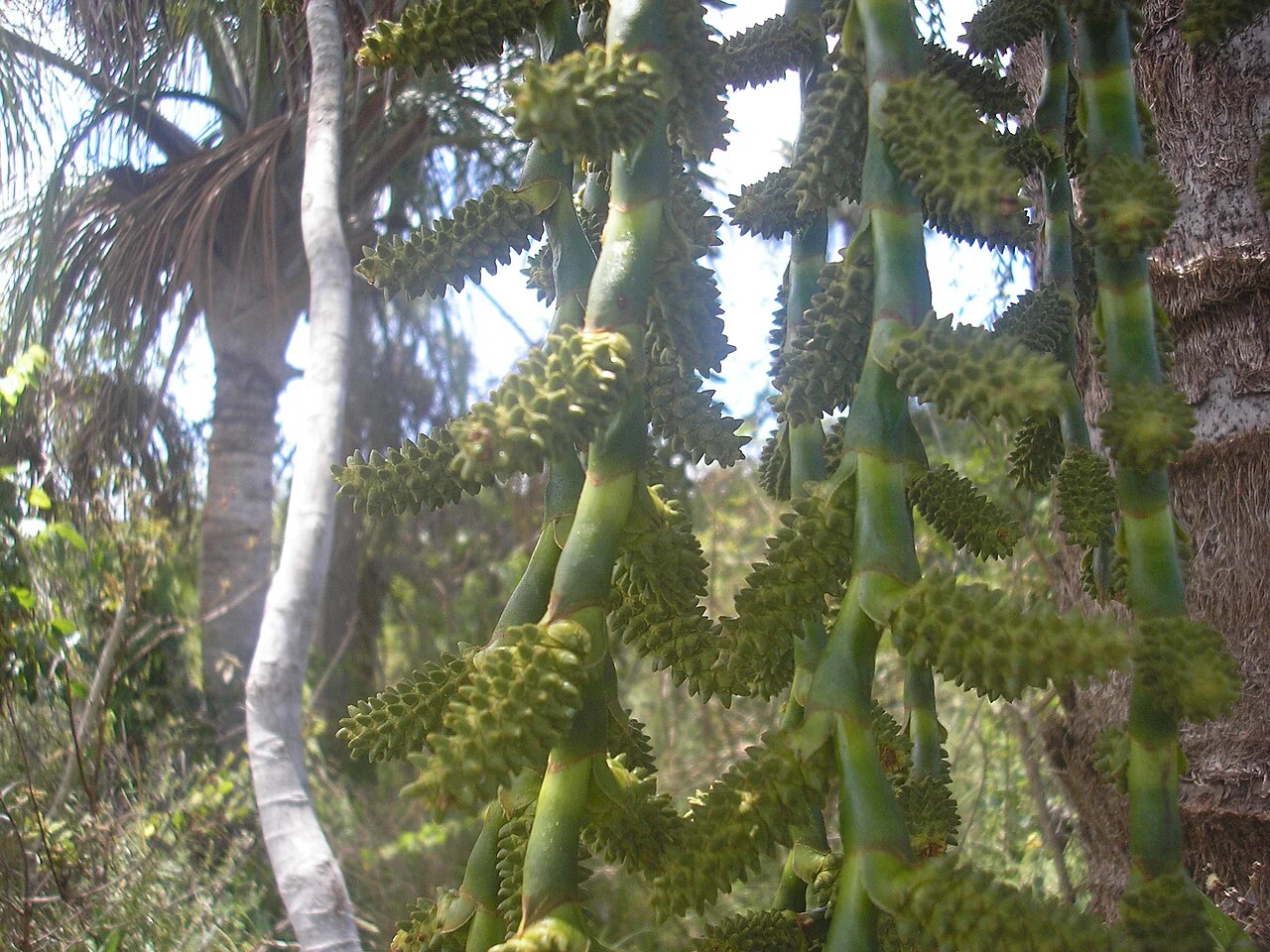 Photo of Buriti