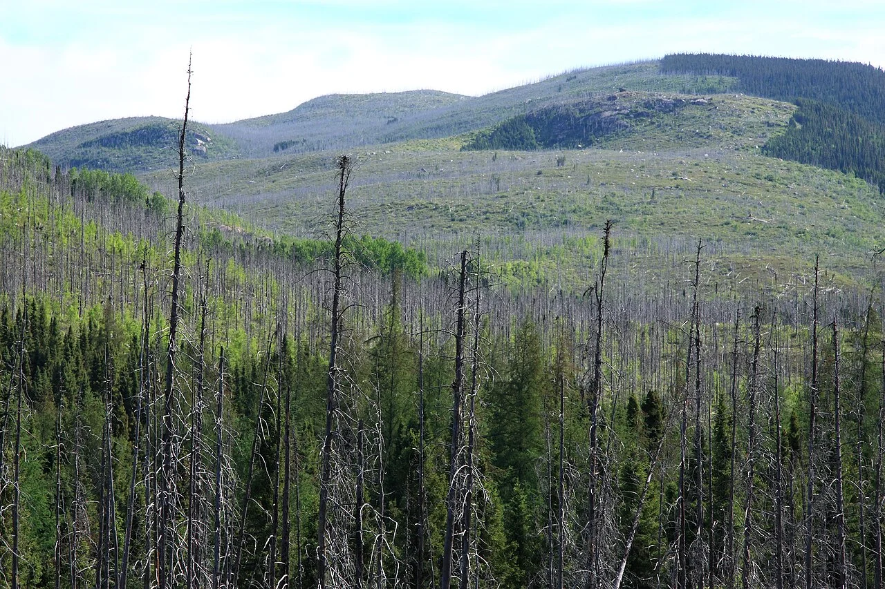 Photo of Burnt Forest